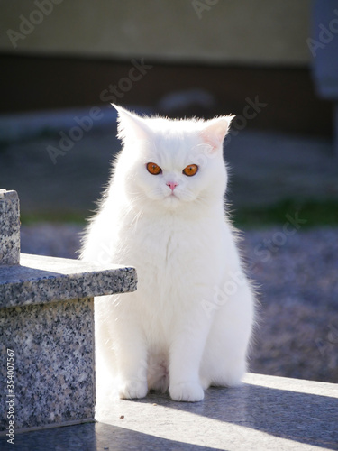 Fluffiger weißer Kater