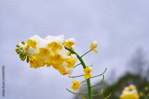 Winter oilseed rape twig covered with snow