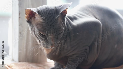 cute sphinx cat photo