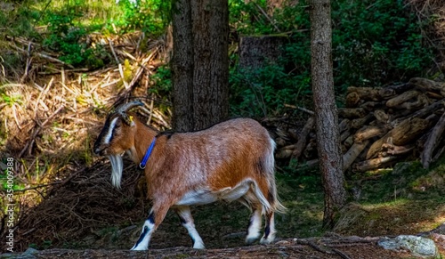Goat in the woods