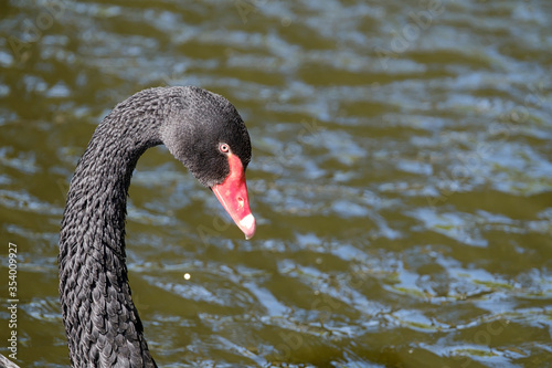 One black swan with red beak, swim in a pond. Head and neck only. Reflections in the water. The sun shines on the feathers