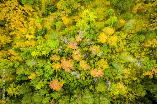 autumn forest top view