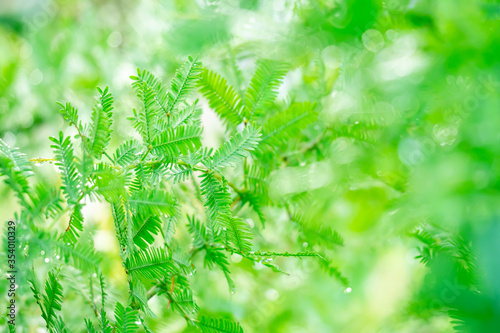 透明感のあるグリーンの背景画像 ミモザ/アカシア