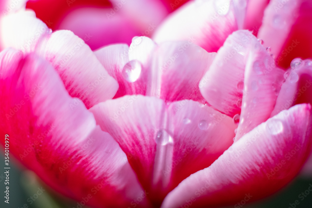 Extreme closeup of a tulip interior -- Pink and yellow French parrot variety with selective focus on the stamen. Top view. Extreme closeup of a tulip interior -- Pink and yellow French parrot variety with selective focus on the stamen. Top view.