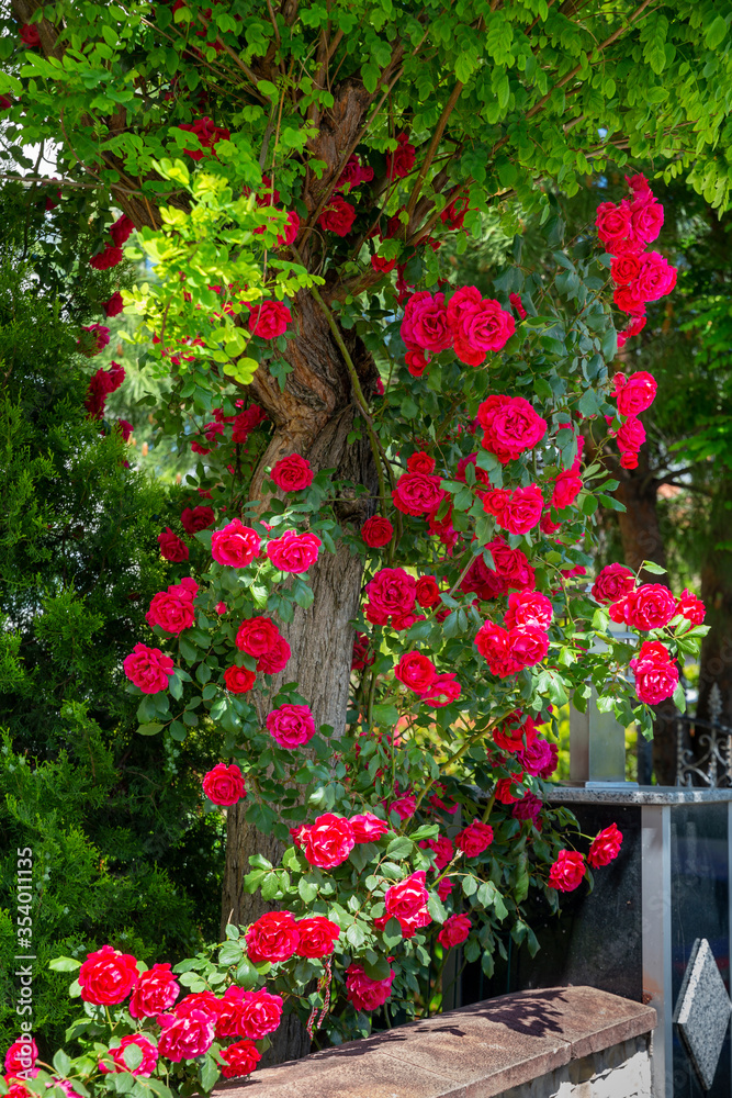 Beautiful roses on tree bush leaves Beautiful roses on tree bush leaves