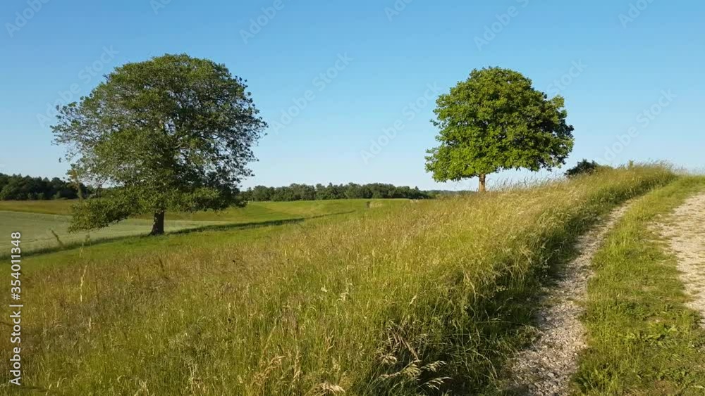 du vent dans les herbes hautes et les arbres au coucher de soleil du vent dans les herbes hautes et les arbres au coucher de soleil