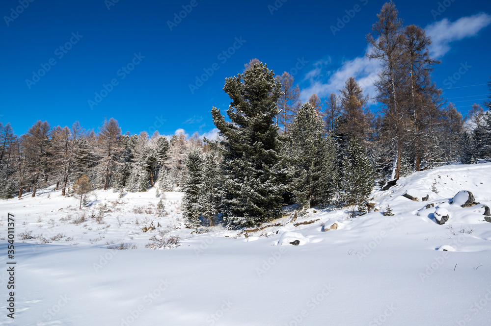 View of winter forest in Altay mountains