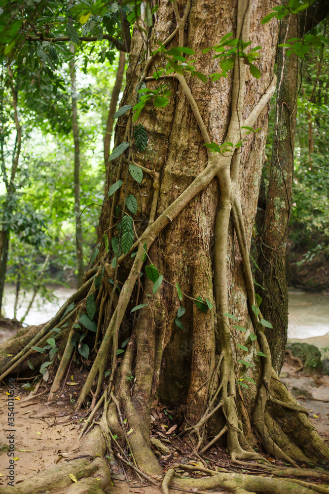 Natural texture and background. Winding roots and massive trunk of a tree growing in a rainforest Natural texture and background. Winding roots and massive trunk of a tree growing in a rainforest