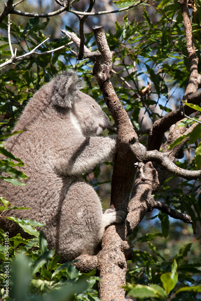 Fototapeta premium Sydney Australia, sleepy koala sitting in tree