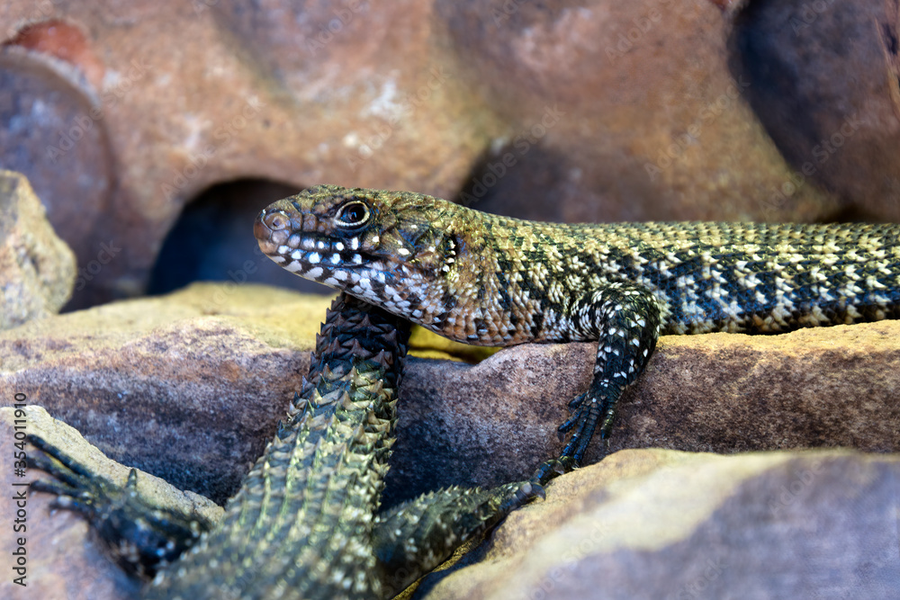 Sydney Australia, Egernia cunninghami or Cunningham's Skink in profile on sandstone rocks Sydney Australia, Egernia cunninghami or Cunningham's Skink in profile on sandstone rocks
