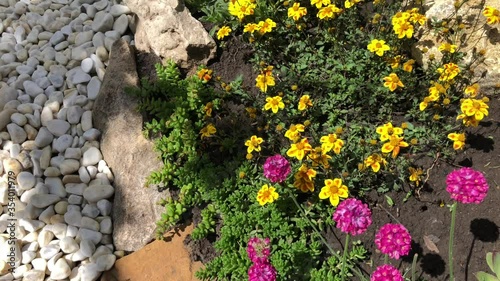 Beautiful alpine garden with mixed planting of flowers, plants and shrubs. Closeup rock garden with beautiful flowerbed in sunlight.