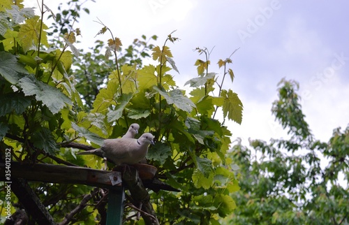 a pair of two gray young pigeons