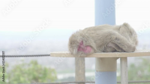 Monkey resting at platform in a monkey park, tokyo slowmotion photo