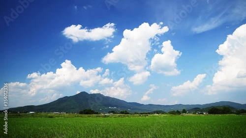 筑波山5月風に揺れる稲