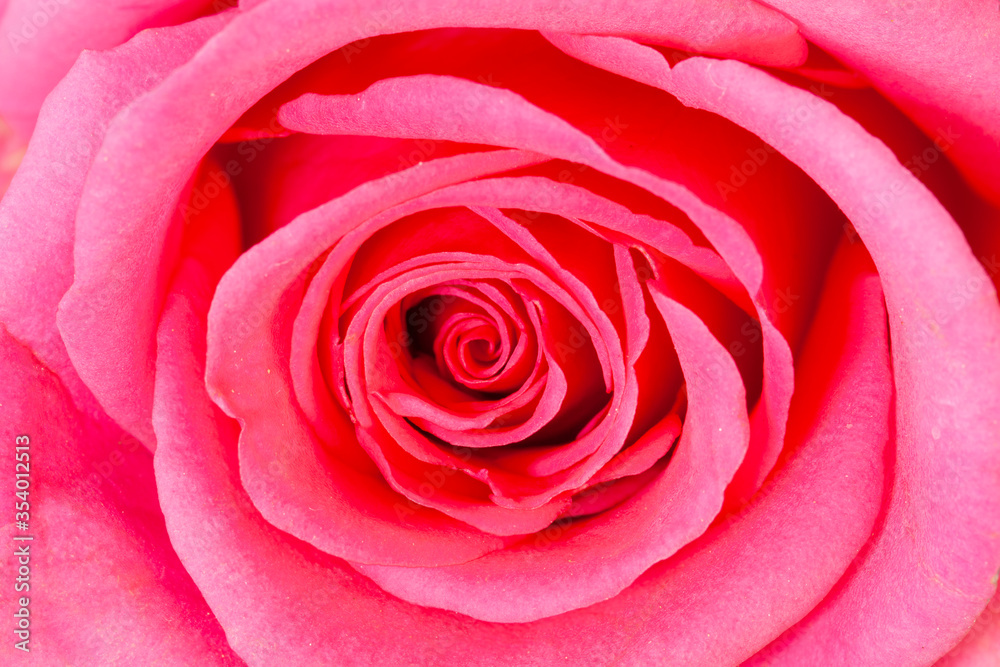 Close up of a pink rose Close up of a pink rose