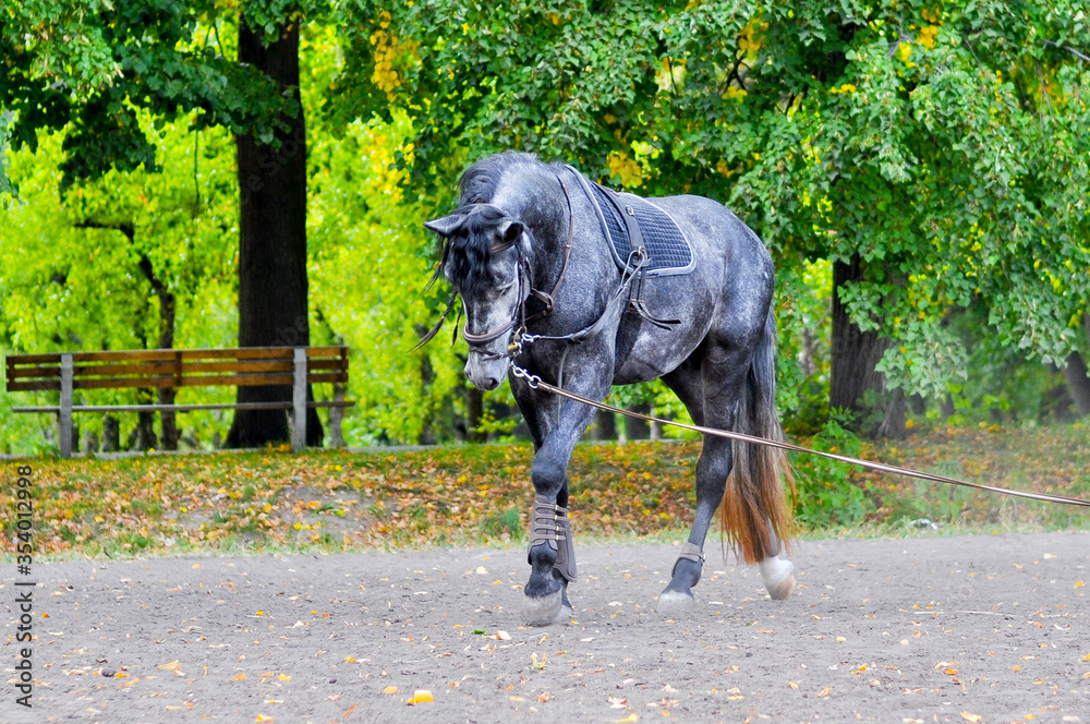 Beautiful horse walking in the park. Beautiful horse walking in the park.