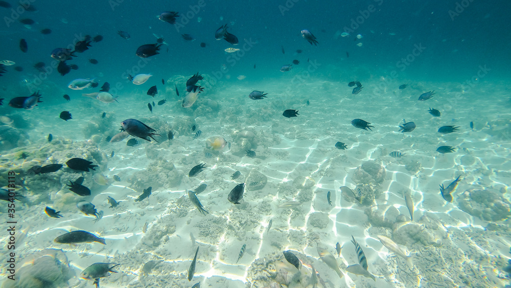 Fototapeta premium underwater view with fish and white sand surface at pink beach labuan bajo Indonesia