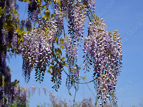 Blue Wisteria sinensis flowers on blue sky background photo