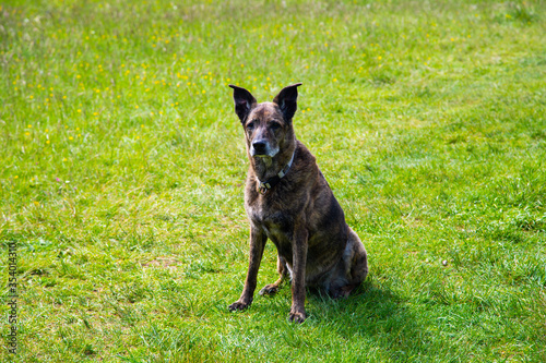 Fototapeta Naklejka Na Ścianę i Meble -  dog in the english garden in munich