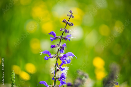 Wildflower meadow in the English garden photo