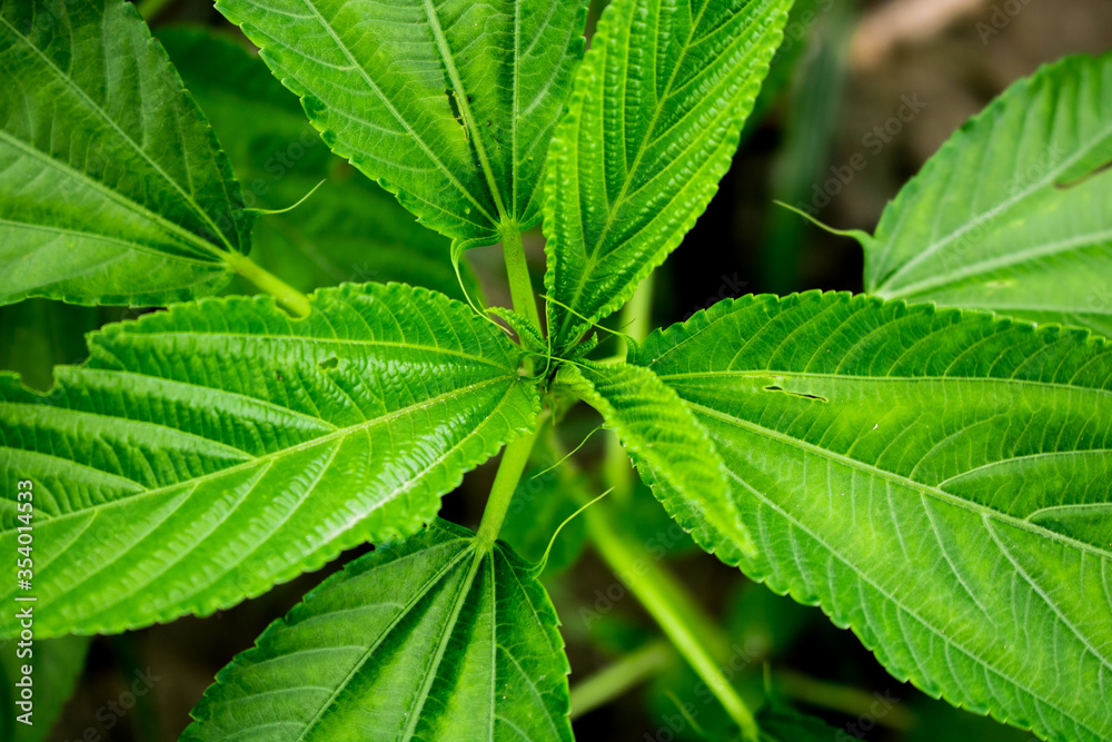 Natural Jute leaves closeup photo, A baby jute plant growing on the fields. Natural Jute leaves closeup photo, A baby jute plant growing on the fields.