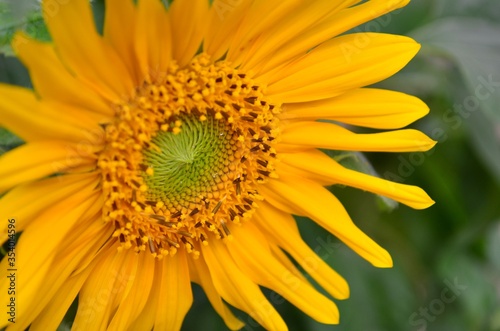 Close up of a beautiful yellow sunflower