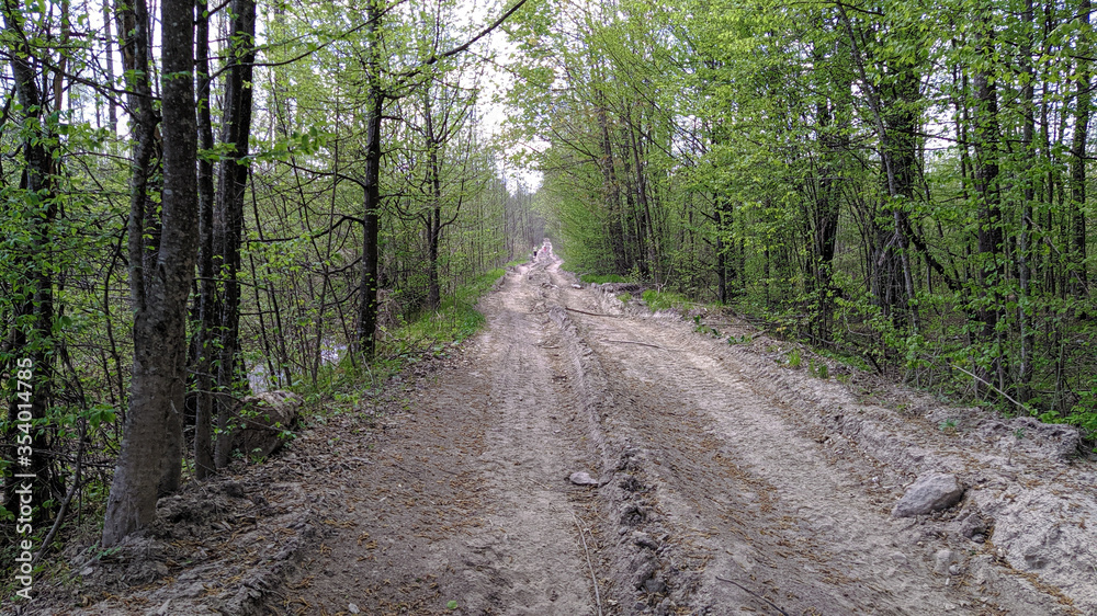 Fototapeta premium forest road in spring afternoon, Ukraine