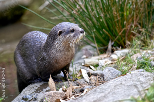 Closeup small-clawed otter (Aonyx cinerea) among plants