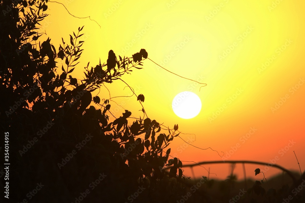 Obraz premium zachód słońca w lesie