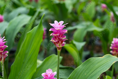 Pink flowers.Siam Tulip.Beautiful field of flower in National Park.
