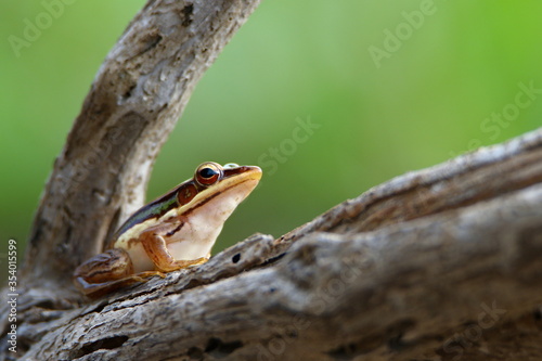 Brown frog on a tree branch