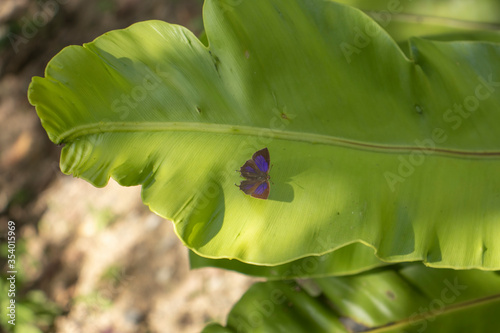 A butterfly on a green leaf.