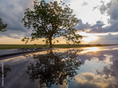 Single Tree at sunset and its reflection