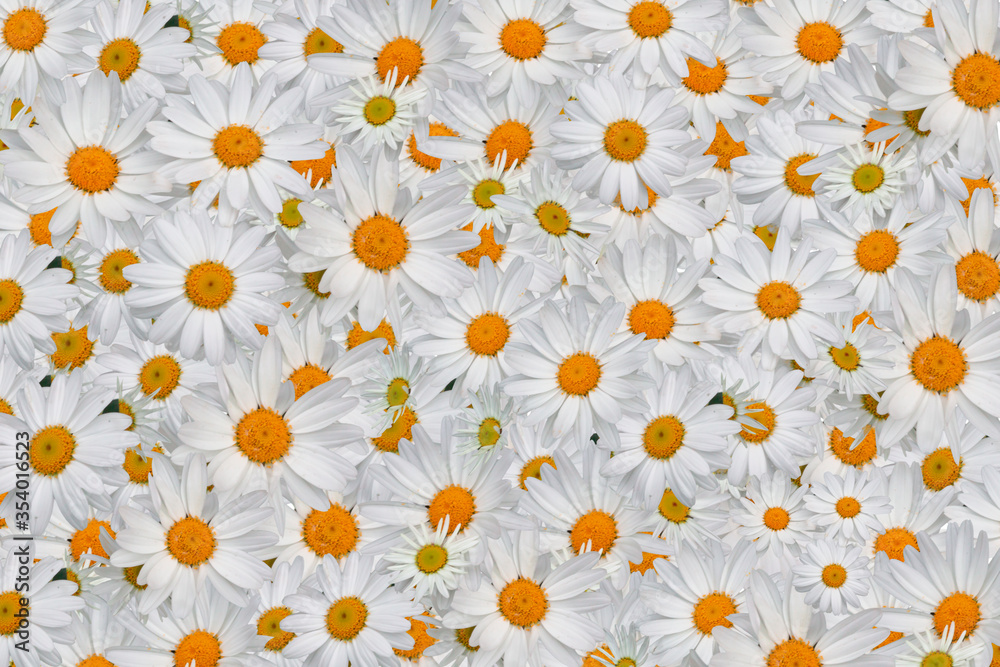 Top view daisy blossoms on colored background Top view daisy blossoms on colored background