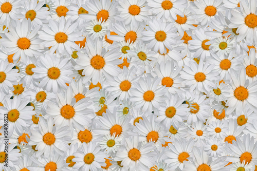 Top view daisy blossoms on colored background
