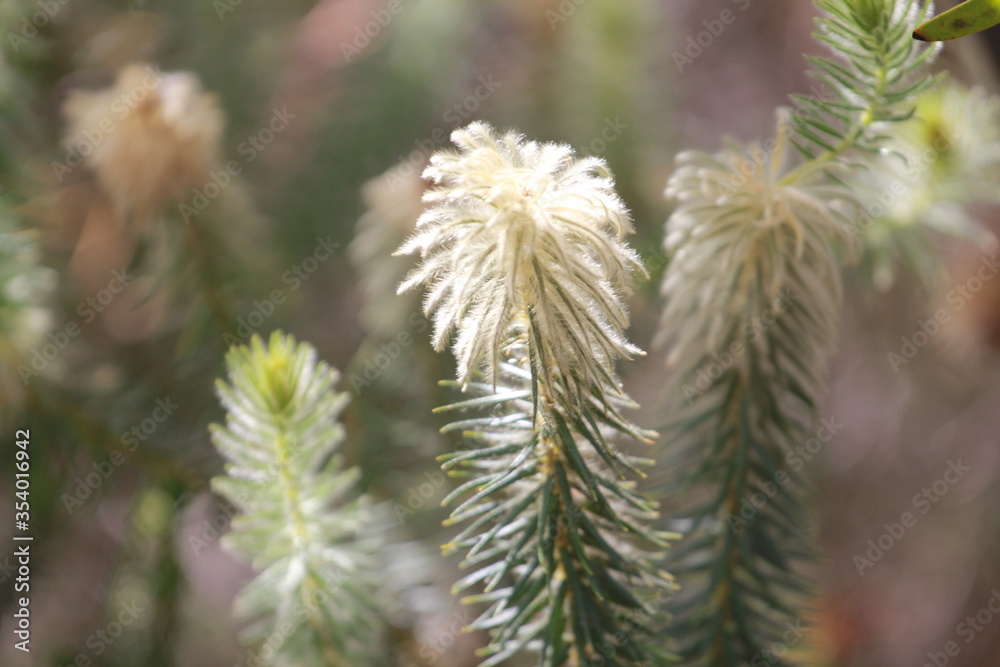 Shrub Shrub