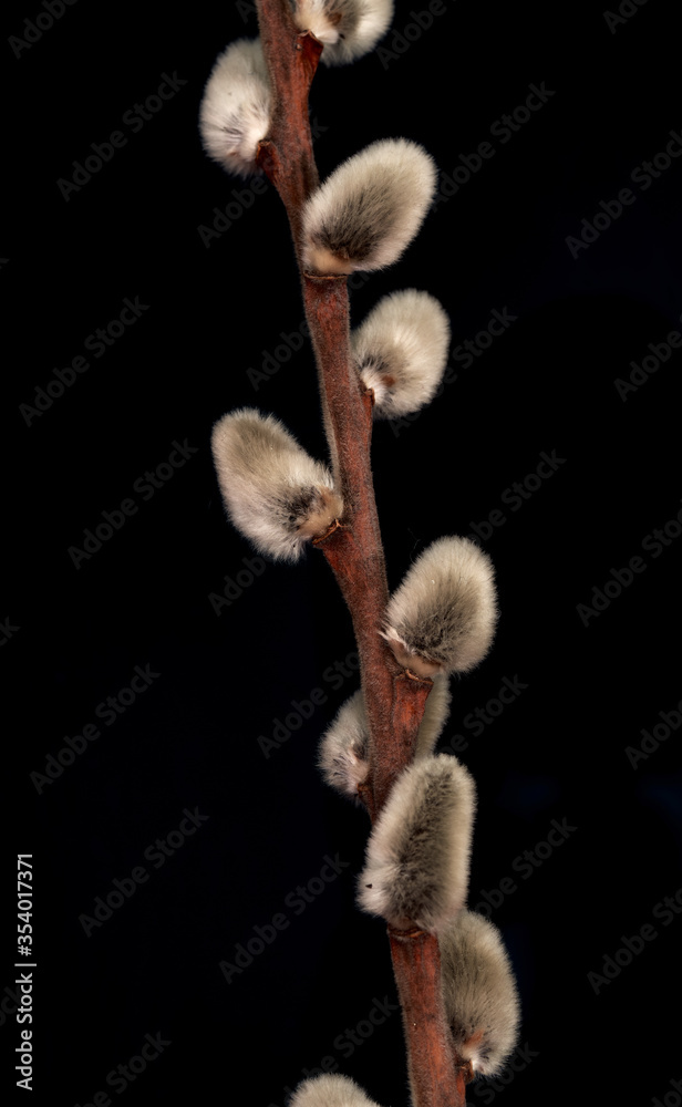 sprigs of willow on a colored background sprigs of willow on a colored background