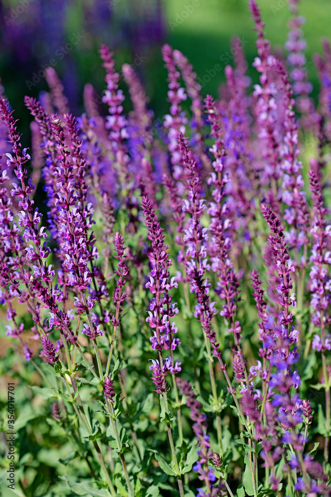 Violett blühender Blütensalbei, Salvia nemorosa, im Garten Violett blühender Blütensalbei, Salvia nemorosa, im Garten