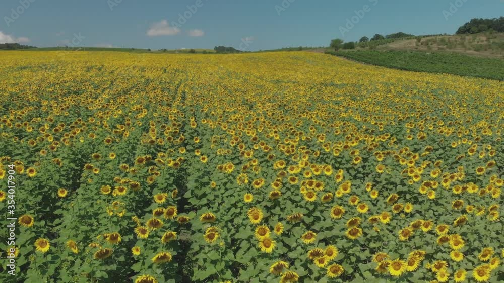 Sunflower field top view. Agricultural landscape from a bird sight Sunflower field top view. Agricultural landscape from a bird sight