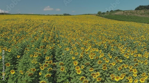 Sunflower field top view. Agricultural landscape from a bird sight