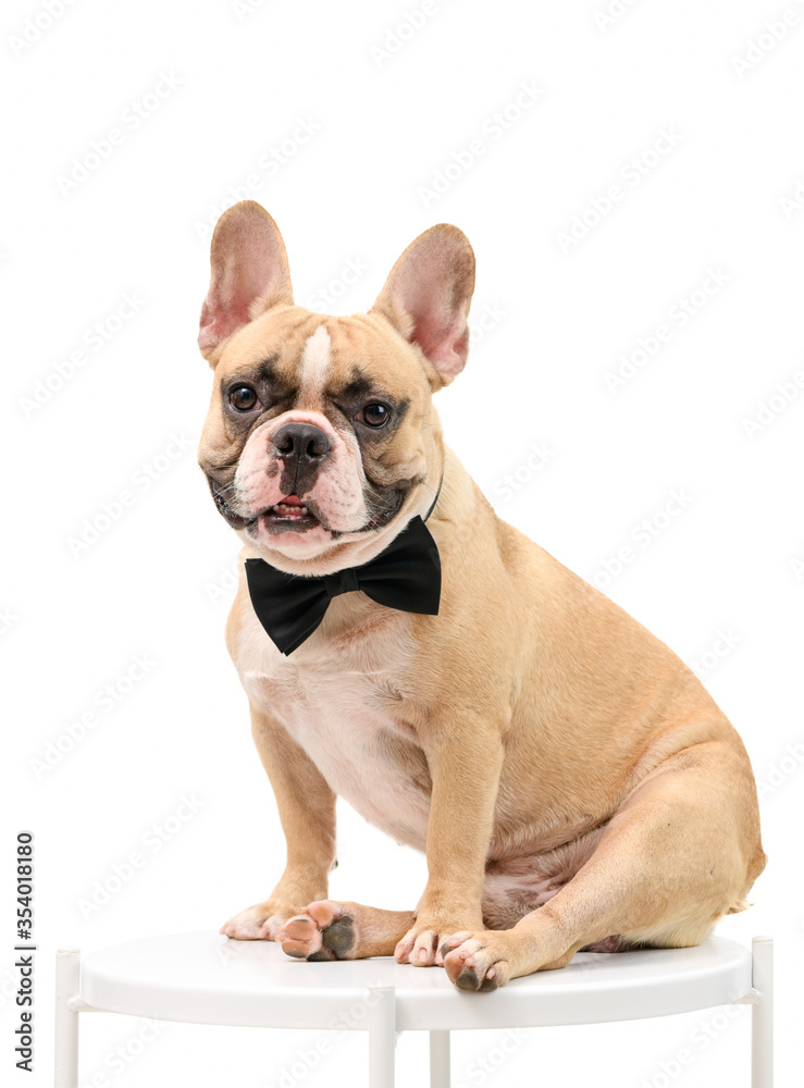 Cute brown french bulldog smile and wear black bow