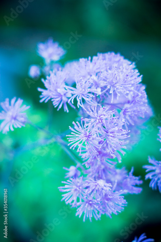 Blooming purple French Meadow Rue (Columbine Meadow Rue) in the forest. Selective focus. Shallow depth of field. © maxandrew