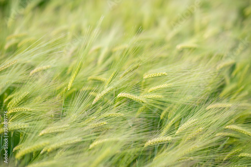 green wheat field. green grass in the wind. field of wheat