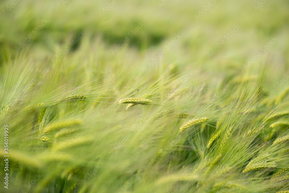 green wheat field. green grass in the wind. field of wheat green wheat field. green grass in the wind. field of wheat