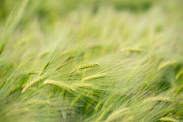 Acrylglasbilder Gras Grünes Weizenfeld wiegt sich im Wind  © Hanna