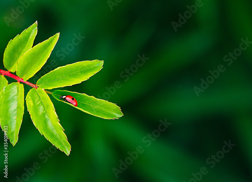 bright green branch with leaves and ladybug