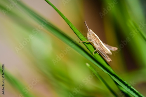 Close-up of a grasshopper on a leaf in the grass