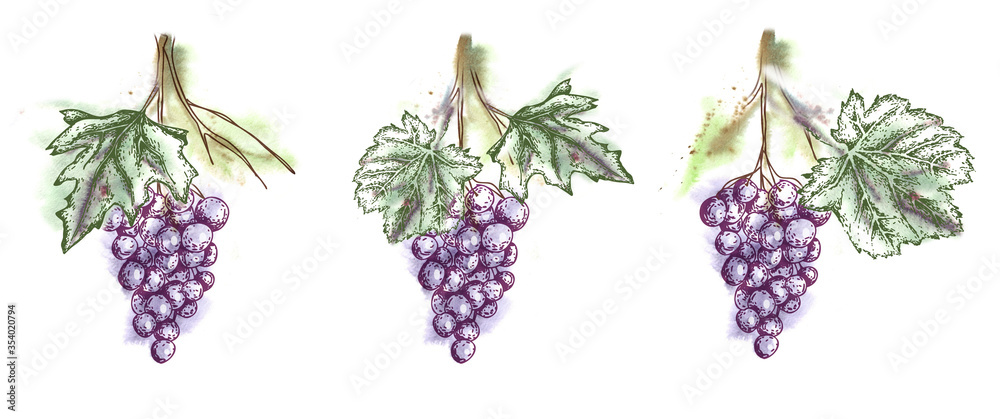 Grape Set. Watercolor Illustration. Grape Set. Watercolor Illustration.