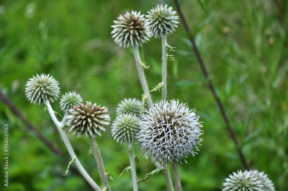 Echinops sphaerocephalus blooms in nature Echinops sphaerocephalus blooms in nature