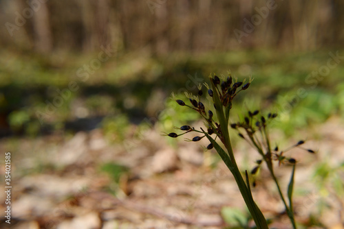young syoung seedling on a green blur backgroundpring plant